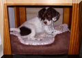 03/11/08 - HOPE in Penny's bed - Checking it out